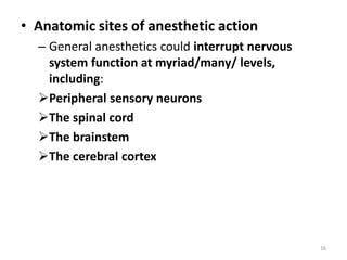• Anatomic sites of anesthetic action
– General anesthetics could interrupt nervous
system function at myriad/many/ levels,
including:
Peripheral sensory neurons
The spinal cord
The brainstem
The cerebral cortex
16
 