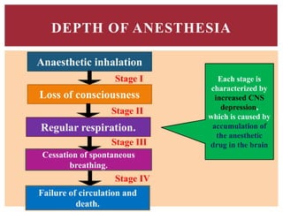 Anaesthetic inhalation
Loss of consciousness
Regular respiration.
Cessation of spontaneous
breathing.
DEPTH OF ANESTHESIA
Failure of circulation and
death.
Stage I
Stage II
Stage III
Stage IV
Each stage is
characterized by
increased CNS
depression,
which is caused by
accumulation of
the anesthetic
drug in the brain
 