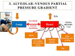3. ALVEOLAR–VENOUS PARTIAL
PRESSURE GRADIENT
Lungs Heart
3. ALVEOLAR–VENOUS PARTIAL
PRESSURE GRADIENT
liver, kidney,
and endocrine
glands
Brain
Skeletal
muscles
Bone,
ligaments, and
cartilage
Fat
GA+blood
VENUS
RETURN
+ GA
GA
Arterial
circulation
 
