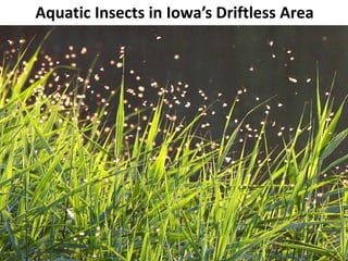 Aquatic Insects in Iowa’s Driftless Area
 