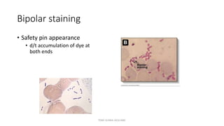 Bipolar staining
• Safety pin appearance
• d/t accumulation of dye at
both ends
TONY SCARIA 2010 KMC
 