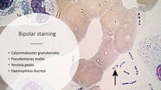 Bipolar staining
• Calymmobacter granulomatis
• Pseudomonas mallei
• Yersinia pestis
• Haemophilus ducreyi
TONY SCARIA 2010 KMC
 