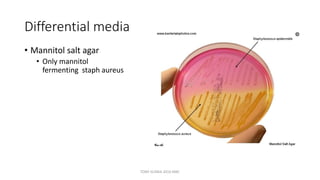 Differential media
• Mannitol salt agar
• Only mannitol
fermenting staph aureus
TONY SCARIA 2010 KMC
 
