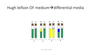 Hugh leifson OF mediumdifferential media
TONY SCARIA 2010 KMC
 