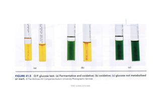 TONY SCARIA 2010 KMC
 