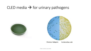CLED media  for urinary pathogens
TONY SCARIA 2010 KMC
 