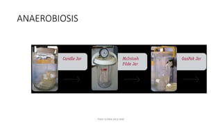 ANAEROBIOSIS
TONY SCARIA 2010 KMC
 
