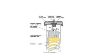TONY SCARIA 2010 KMC
 