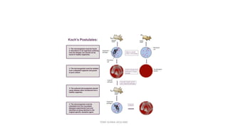 TONY SCARIA 2010 KMC
 