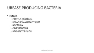 UREASE PRODUCING BACTERIA
• PUNCH
• PROTEUS MIRABILIS
• UREAPLASMA UREALYTICUM
• NOCARDIA
• CRYPTOCOCCUS
• HELOBACTER PYLORI
TONY SCARIA 2010 KMC
 