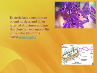 Bacteria lack a membrane-
bound nucleus and other
internal structures and are
therefore ranked among the
unicellular life-forms
called prokaryotes
 