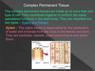 GENERAL BILOGY 1 - BIOLOGY PLANTS TISSUE PORTABLE DOCUMENT FORMAT.pdf