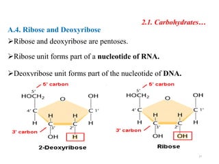 2.1. Carbohydrates…
A.4. Ribose and Deoxyribose
Ribose and deoxyribose are pentoses.
Ribose unit forms part of a nucleotide of RNA.
Deoxyribose unit forms part of the nucleotide of DNA.
27
 