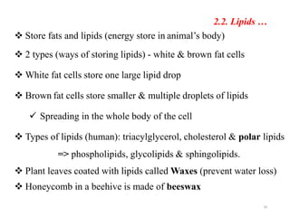 2.2. Lipids …
 Store fats and lipids (energy store in animal’s body)
 2 types (ways of storing lipids) - white & brown fat cells
 White fat cells store one large lipid drop
 Brown fat cells store smaller & multiple droplets of lipids
 Spreading in the whole body of the cell
 Types of lipids (human): triacylglycerol, cholesterol & polar lipids
=> phospholipids, glycolipids & sphingolipids.
 Plant leaves coated with lipids called Waxes (prevent water loss)
 Honeycomb in a beehive is made of beeswax
34
 