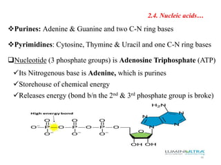 2.4. Nucleic acids…
Purines: Adenine & Guanine and two C-N ring bases
Pyrimidines: Cytosine, Thymine & Uracil and one C-N ring bases
Nucleotide (3 phosphate groups) is Adenosine Triphosphate (ATP)
Its Nitrogenous base is Adenine, which is purines
Storehouse of chemical energy
Releases energy (bond b/n the 2nd & 3rd phosphate group is broke)
46
 