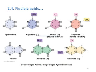 2.4. Nucleic acids…
47
 