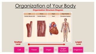 organization of human body-General Biology-L2.pdf