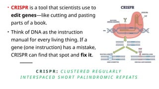 C R I S P R : C L U S T E R E D R E G U L A R L Y
I N T E R S P A C E D S H O R T P A L I N D R O M I C R E P E A T S
• CRISPR is a tool that scientists use to
edit genes—like cutting and pasting
parts of a book.
• Think of DNA as the instruction
manual for every living thing. If a
gene (one instruction) has a mistake,
CRISPR can find that spot and fix it.
 