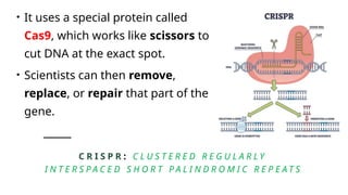 C R I S P R : C L U S T E R E D R E G U L A R L Y
I N T E R S P A C E D S H O R T P A L I N D R O M I C R E P E A T S
• It uses a special protein called
Cas9, which works like scissors to
cut DNA at the exact spot.
• Scientists can then remove,
replace, or repair that part of the
gene.
 