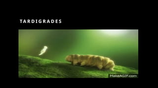 TA R D I G R A D E S
 