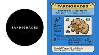 TA R D I G R A D E S
 