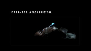 D E E P - S E A A N G L E R F I S H
 