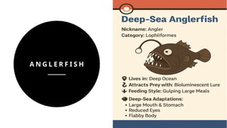 A N G L E R F I S H
 