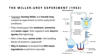T H E M I L L E R - U R E Y E X P E R I M E N T ( 1 9 5 3 )
• Scientists Stanley Miller and Harold Urey
created an experiment to mimic early Earth
conditions.
• They mixed gases like methane, ammonia,
and water vapor, then zapped it with electric
sparks (like lightning).
• After a few days, amino acids—the building
blocks of proteins—appeared!
• Why it matters: It showed that life’s basic
ingredients could form naturally
 