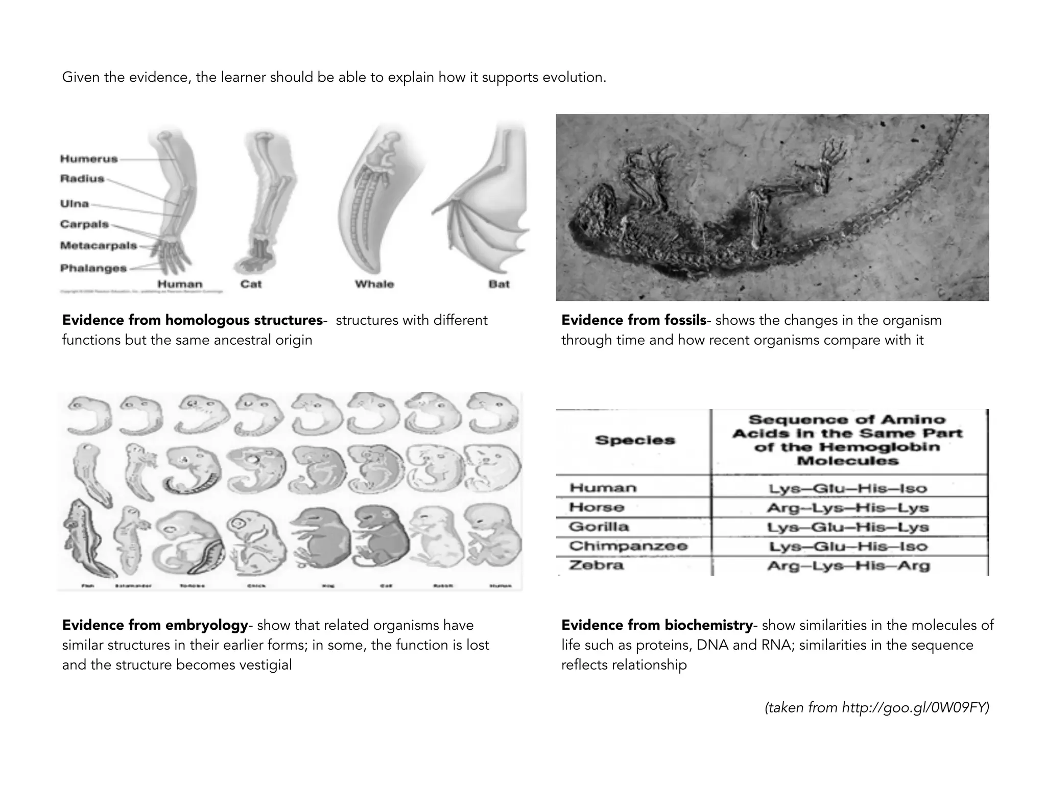 (taken from http://goo.gl/0W09FY)
Given the evidence, the learner should be able to explain how it supports evolution.
Evidence from biochemistry- show similarities in the molecules of
life such as proteins, DNA and RNA; similarities in the sequence
reflects relationship
Evidence from homologous structures- structures with different
functions but the same ancestral origin
Evidence from fossils- shows the changes in the organism
through time and how recent organisms compare with it
Evidence from embryology- show that related organisms have
similar structures in their earlier forms; in some, the function is lost
and the structure becomes vestigial
 