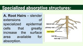 Absorptive Root General Biology 2_Lecture 3_Q2.pdfffffffff | PDF