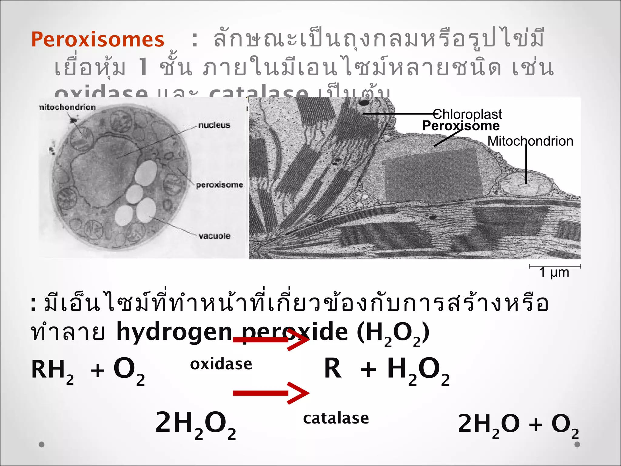 Peroxisomes : ลักษณะเป็นถุงกลมหรือรูปไข่มี
เยื่อหุ้ม 1 ชั้น ภำยในมีเอนไซม์หลำยชนิด เช่น
oxidase และ catalase เป็นต้น
Chloroplast
Peroxisome
Mitochondrion
1 µm
: มีเอ็นไซม์ที่ทำำหน้ำที่เกี่ยวข้องกับกำรสร้ำงหรือ
ทำำลำย hydrogen peroxide (H2
O2
)
RH2
+ O2
oxidase
R + H2
O2
2H2
O2
catalase
2H2
O + O2
 