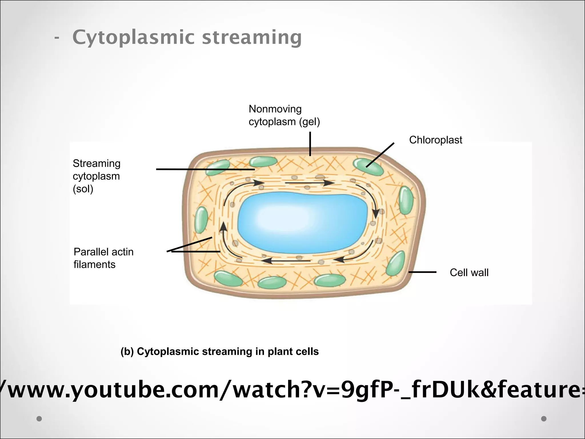 - Cytoplasmic streaming
Nonmoving
cytoplasm (gel)
Chloroplast
Streaming
cytoplasm
(sol)
Parallel actin
filaments
Cell wall
(b) Cytoplasmic streaming in plant cells
/www.youtube.com/watch?v=9gfP-_frDUk&feature=
 