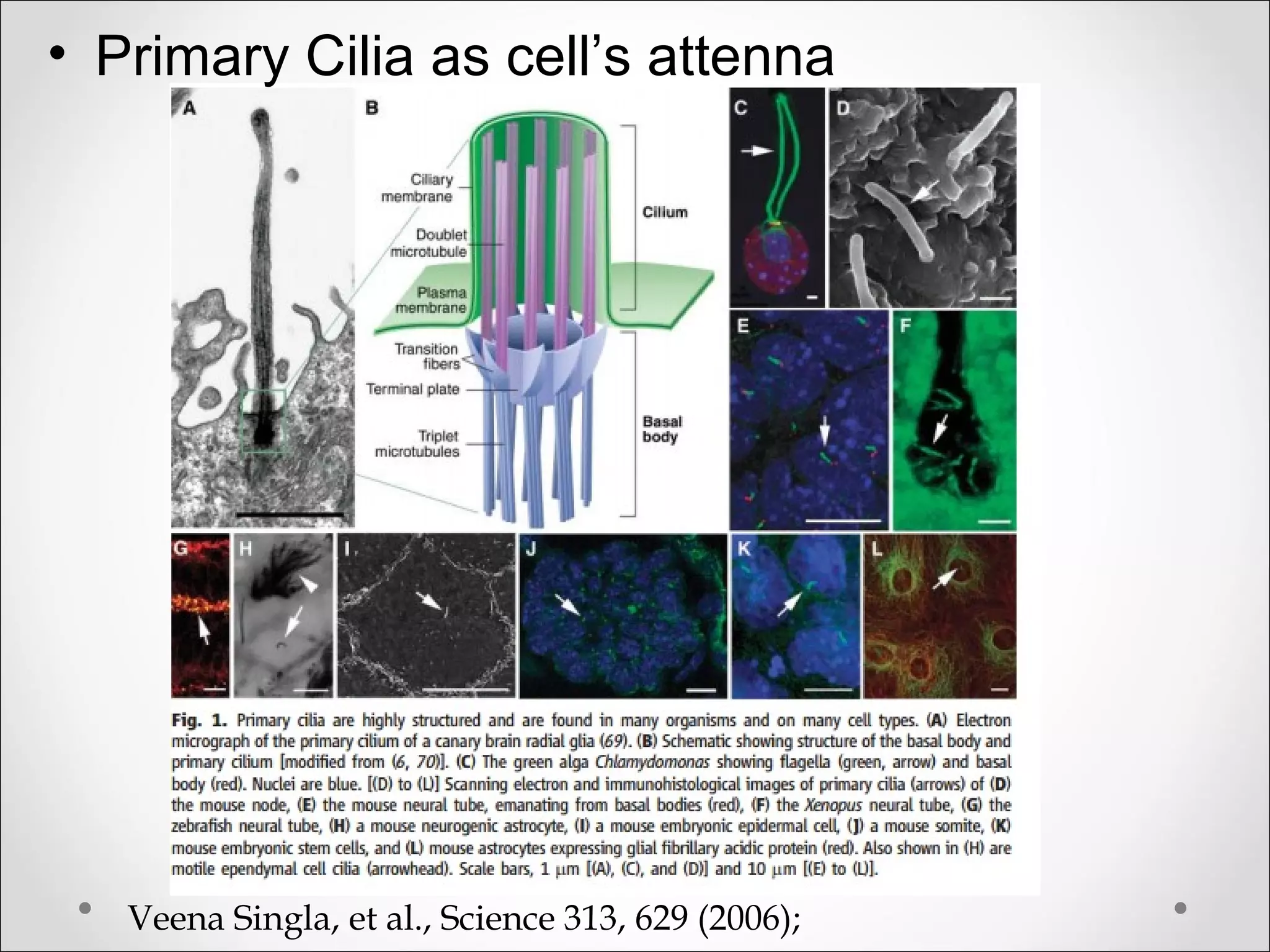 • Primary Cilia as cell’s attenna
Veena Singla, et al., Science 313, 629 (2006);
 