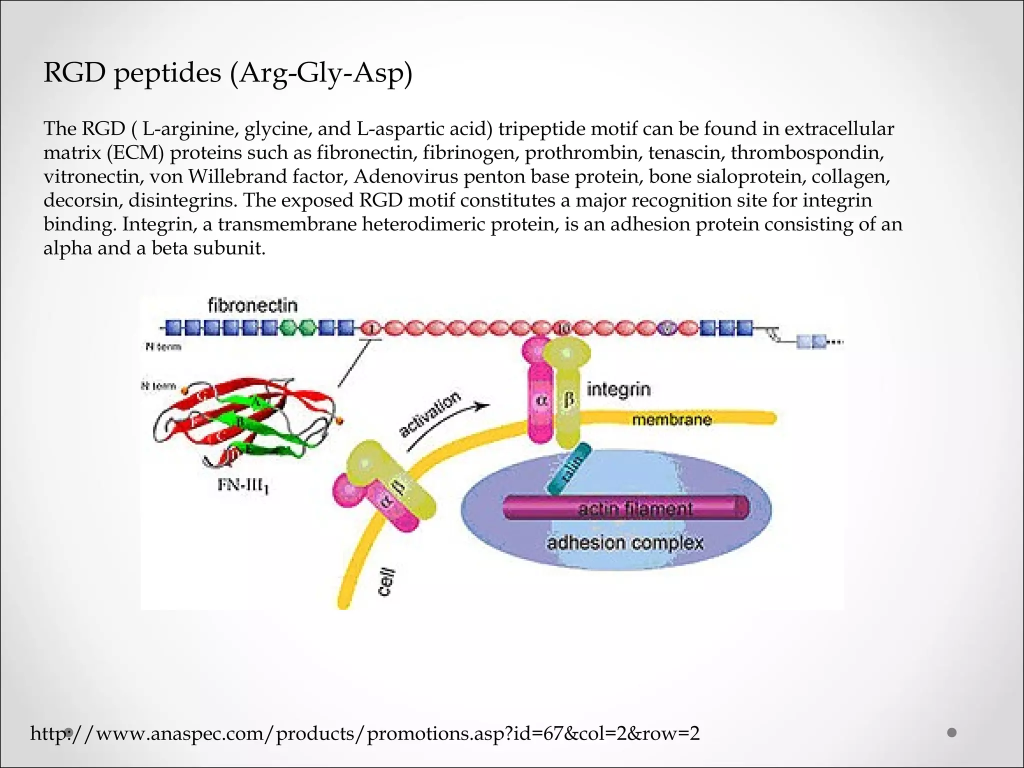 RGD peptides (Arg-Gly-Asp)
The RGD ( L-arginine, glycine, and L-aspartic acid) tripeptide motif can be found in extracellular
matrix (ECM) proteins such as fibronectin, fibrinogen, prothrombin, tenascin, thrombospondin,
vitronectin, von Willebrand factor, Adenovirus penton base protein, bone sialoprotein, collagen,
decorsin, disintegrins. The exposed RGD motif constitutes a major recognition site for integrin
binding. Integrin, a transmembrane heterodimeric protein, is an adhesion protein consisting of an
alpha and a beta subunit.
http://www.anaspec.com/products/promotions.asp?id=67&col=2&row=2
 