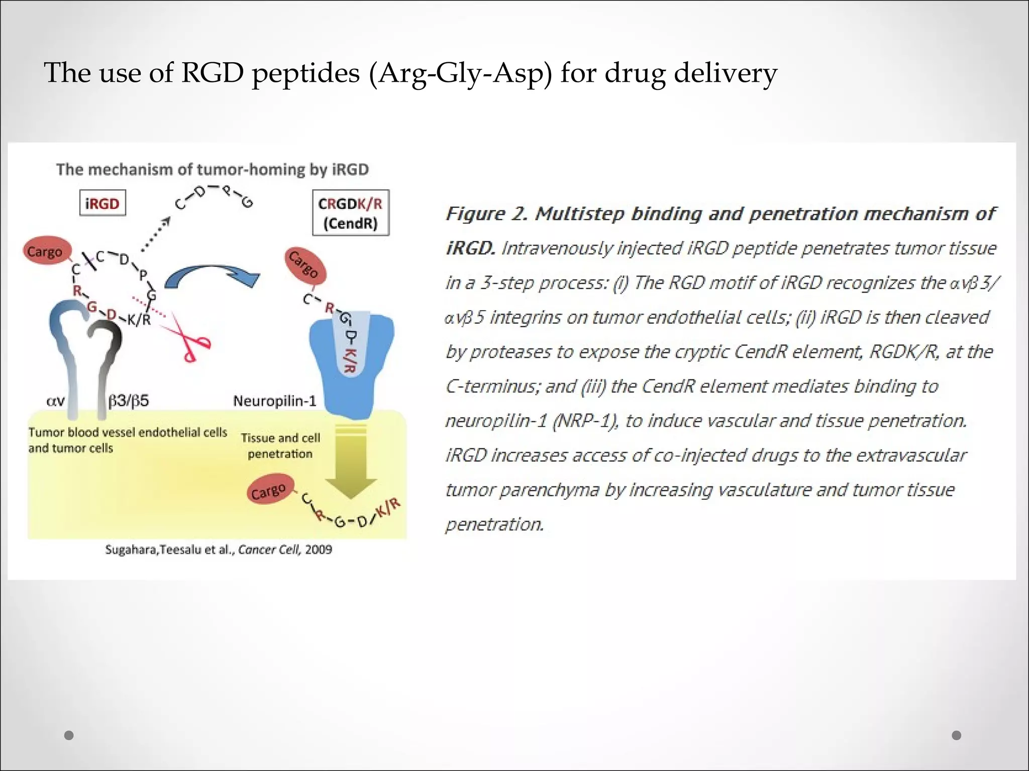 The use of RGD peptides (Arg-Gly-Asp) for drug delivery
 