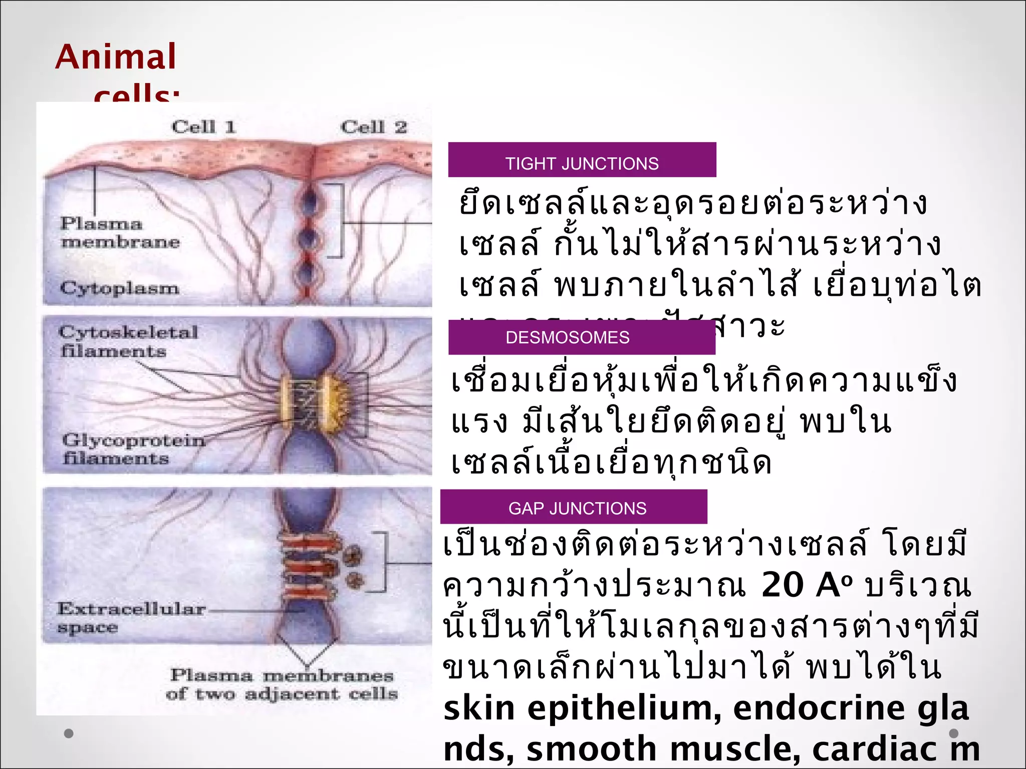 Animal
cells:
TIGHT JUNCTIONS
ยึดเซลล์และอุดรอยต่อระหว่ำง
เซลล์ กั้นไม่ให้สำรผ่ำนระหว่ำง
เซลล์ พบภำยในลำำไส้ เยื่อบุท่อไต
และกระเพำะปัสสำวะDESMOSOMES
เชื่อมเยื่อหุ้มเพื่อให้เกิดควำมแข็ง
แรง มีเส้นใยยึดติดอยู่ พบใน
เซลล์เนื้อเยื่อทุกชนิด
GAP JUNCTIONS
เป็นช่องติดต่อระหว่ำงเซลล์ โดยมี
ควำมกว้ำงประมำณ 20 Ao
บริเวณ
นี้เป็นที่ให้โมเลกุลของสำรต่ำงๆที่มี
ขนำดเล็กผ่ำนไปมำได้ พบได้ใน
skin epithelium, endocrine gla
nds, smooth muscle, cardiac m
 