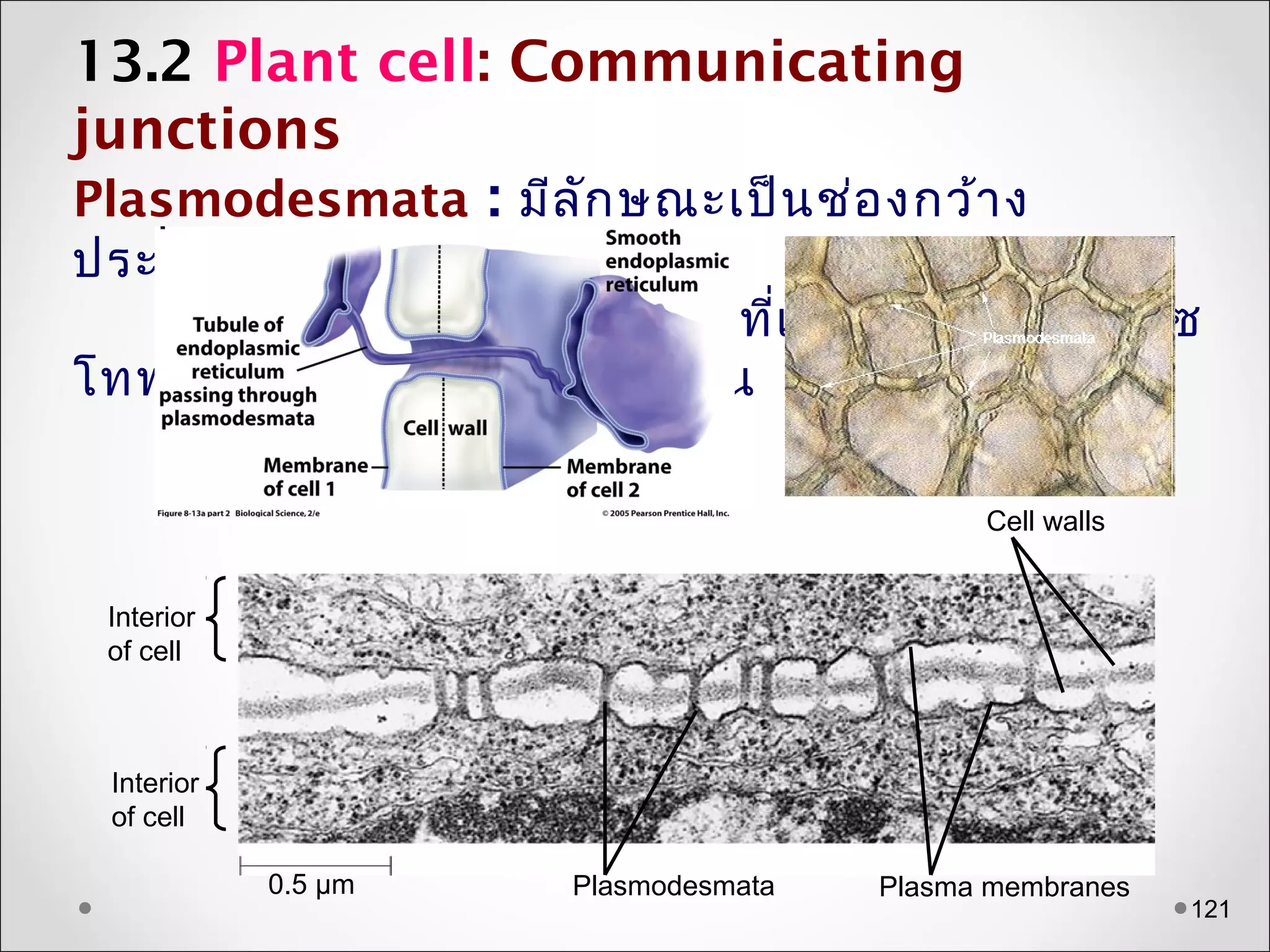 121
13.2 Plant cell: Communicating
junctions
Plasmodesmata : มีลักษณะเป็นช่องกว้ำง
ประมำณ 20-200 nm
: เป็นช่องที่เชื่อมต่อระหว่ำงไซ
โทพลำซึมของเซลล์ที่อยู่ติดกัน
Interior
of cell
Interior
of cell
0.5 µm Plasmodesmata Plasma membranes
Cell walls
 