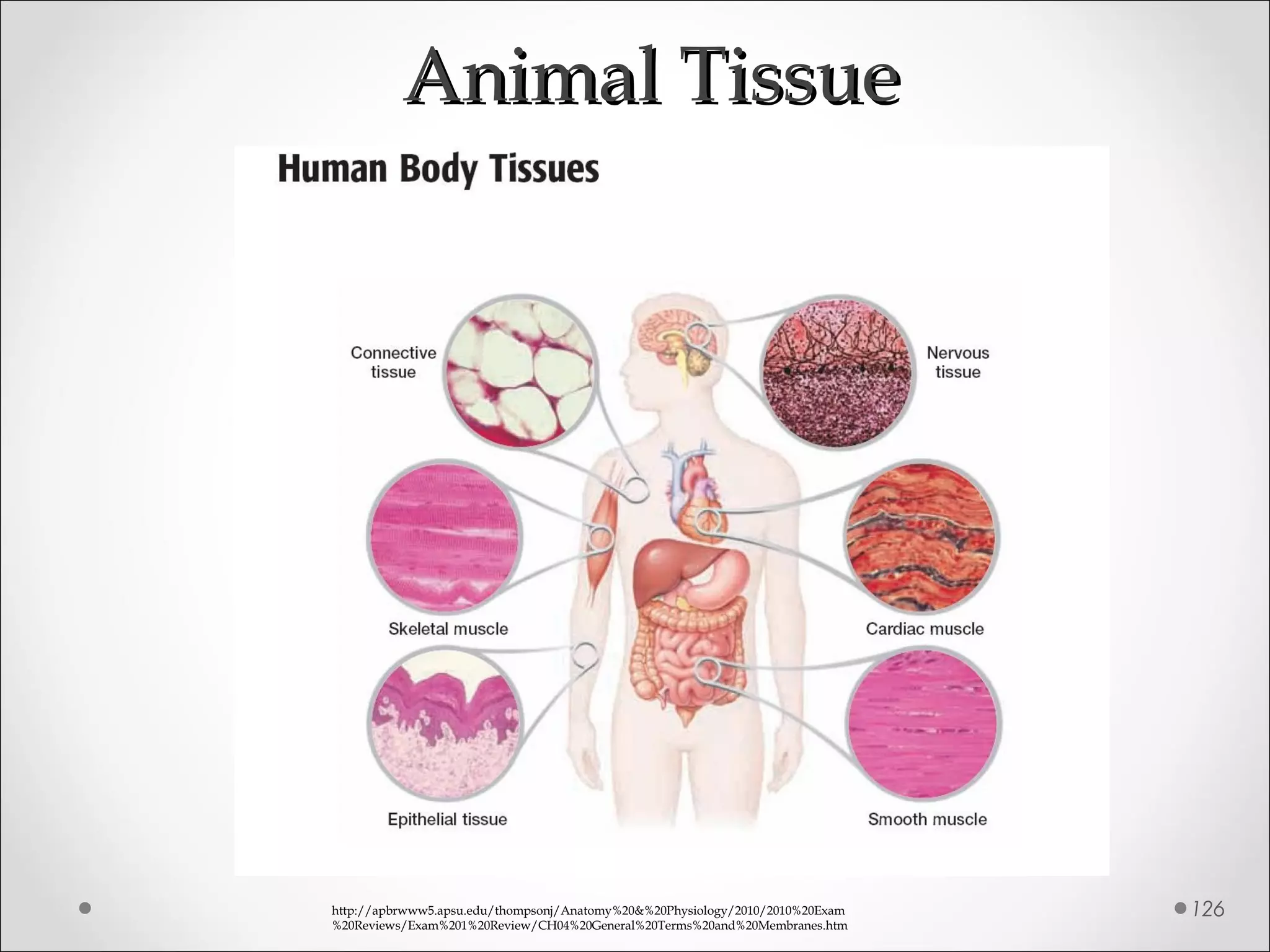 126
Animal TissueAnimal Tissue
http://apbrwww5.apsu.edu/thompsonj/Anatomy%20&%20Physiology/2010/2010%20Exam
%20Reviews/Exam%201%20Review/CH04%20General%20Terms%20and%20Membranes.htm
 