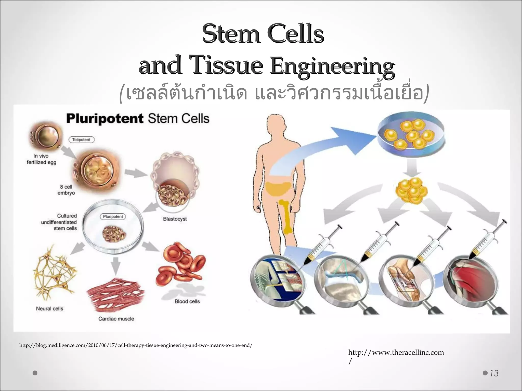 Stem CellsStem Cells
and Tissueand Tissue EngineeringEngineering
(เซลล์ต้นกำาเนิด และวิศวกรรมเนื้อเยื่อ)
13
http://www.theracellinc.com
/
http://blog.mediligence.com/2010/06/17/cell-therapy-tissue-engineering-and-two-means-to-one-end/
 