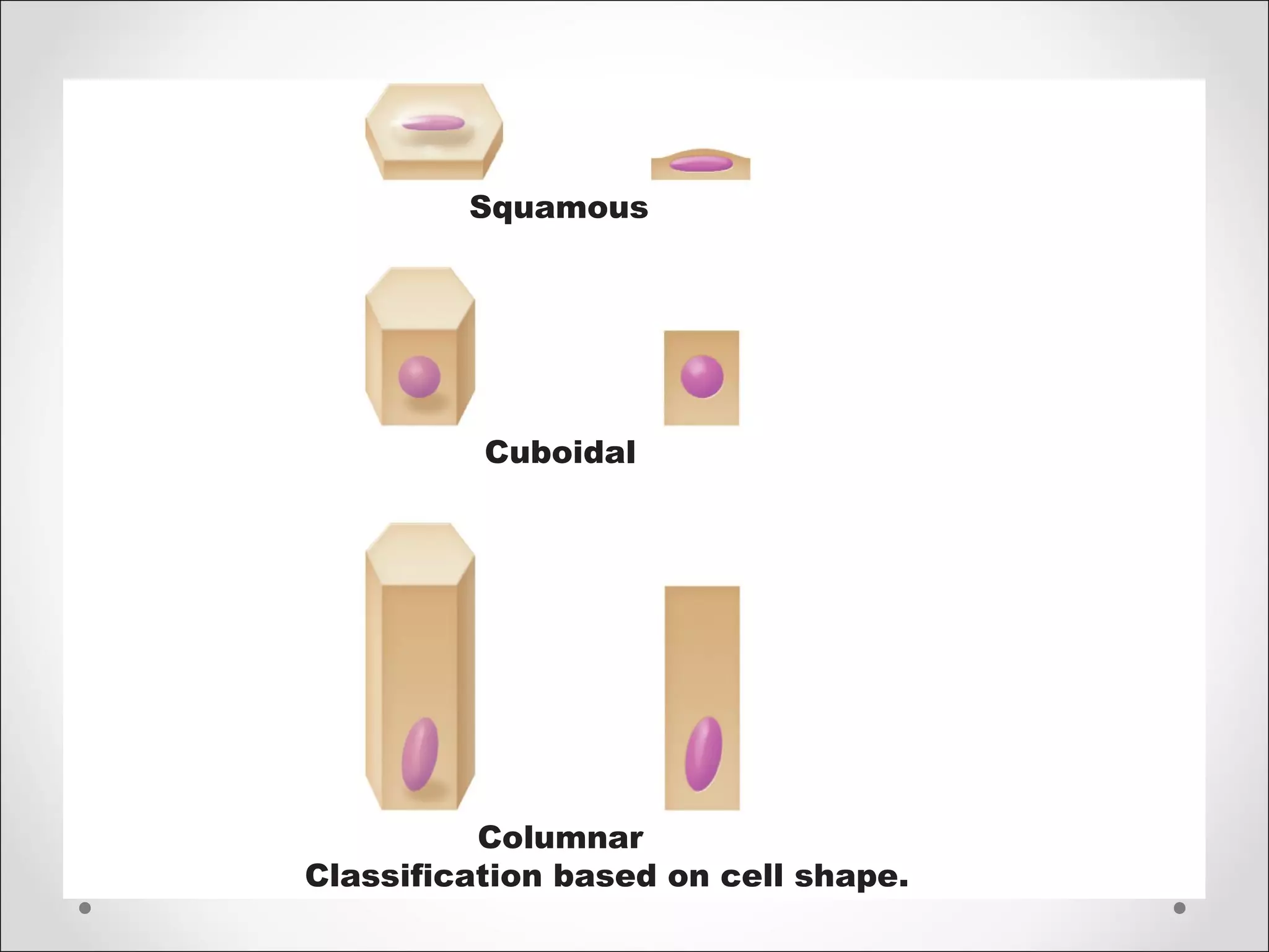 Squamous
Cuboidal
Columnar
Classification based on cell shape.
 