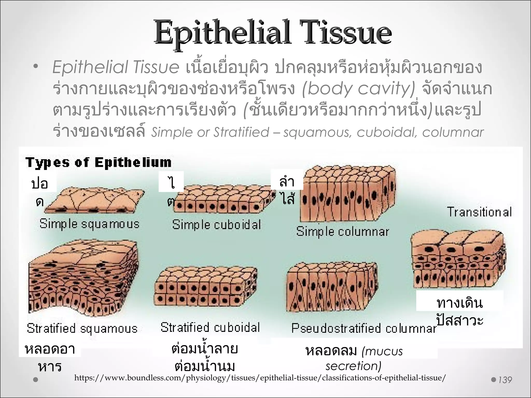 Epithelial TissueEpithelial Tissue
• Epithelial Tissue เนื้อเยื่อบุผิว ปกคลุมหรือห่อหุ้มผิวนอกของ
ร่ำงกำยและบุผิวของช่องหรือโพรง (body cavity) จัดจำำแนก
ตำมรูปร่ำงและกำรเรียงตัว (ชั้นเดียวหรือมำกกว่ำหนึ่ง)และรูป
ร่ำงของเซลล์ Simple or Stratified – squamous, cuboidal, columnar
139https://www.boundless.com/physiology/tissues/epithelial-tissue/classifications-of-epithelial-tissue/
ปอ
ด
ไ
ต
ลำำ
ไส้
หลอดอำ
หำร
ต่อมนำ้ำลำย
ต่อมนำ้ำนม
หลอดลม (mucus
secretion)
ทำงเดิน
ปัสสำวะ
 