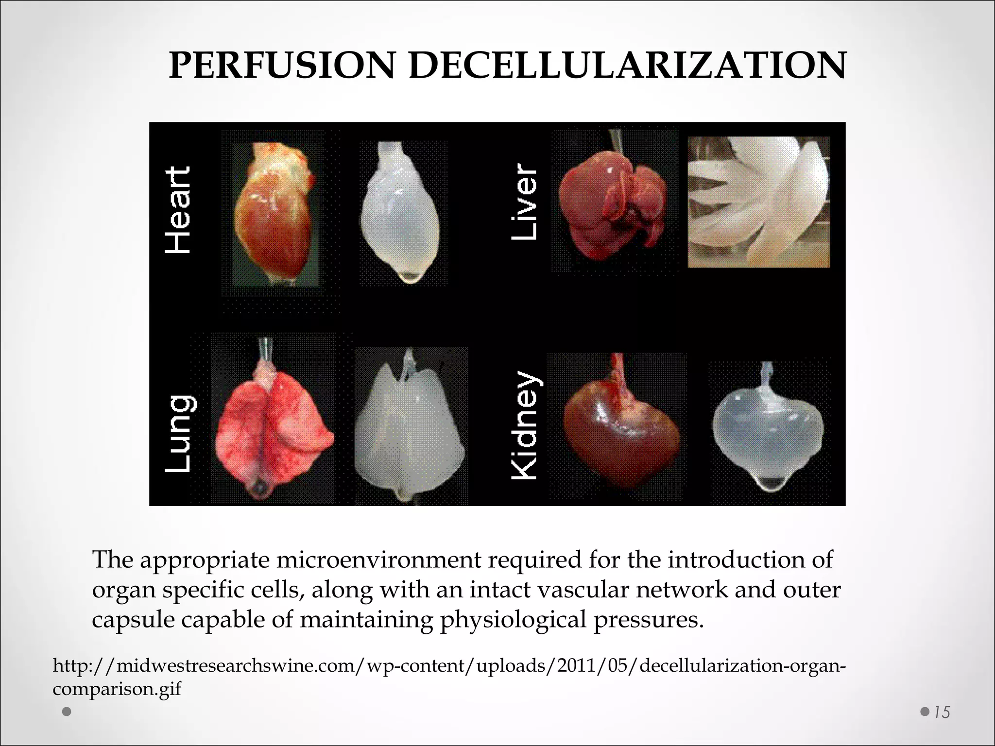 15
http://midwestresearchswine.com/wp-content/uploads/2011/05/decellularization-organ-
comparison.gif
PERFUSION DECELLULARIZATION
The appropriate microenvironment required for the introduction of
organ specific cells, along with an intact vascular network and outer
capsule capable of maintaining physiological pressures.
 