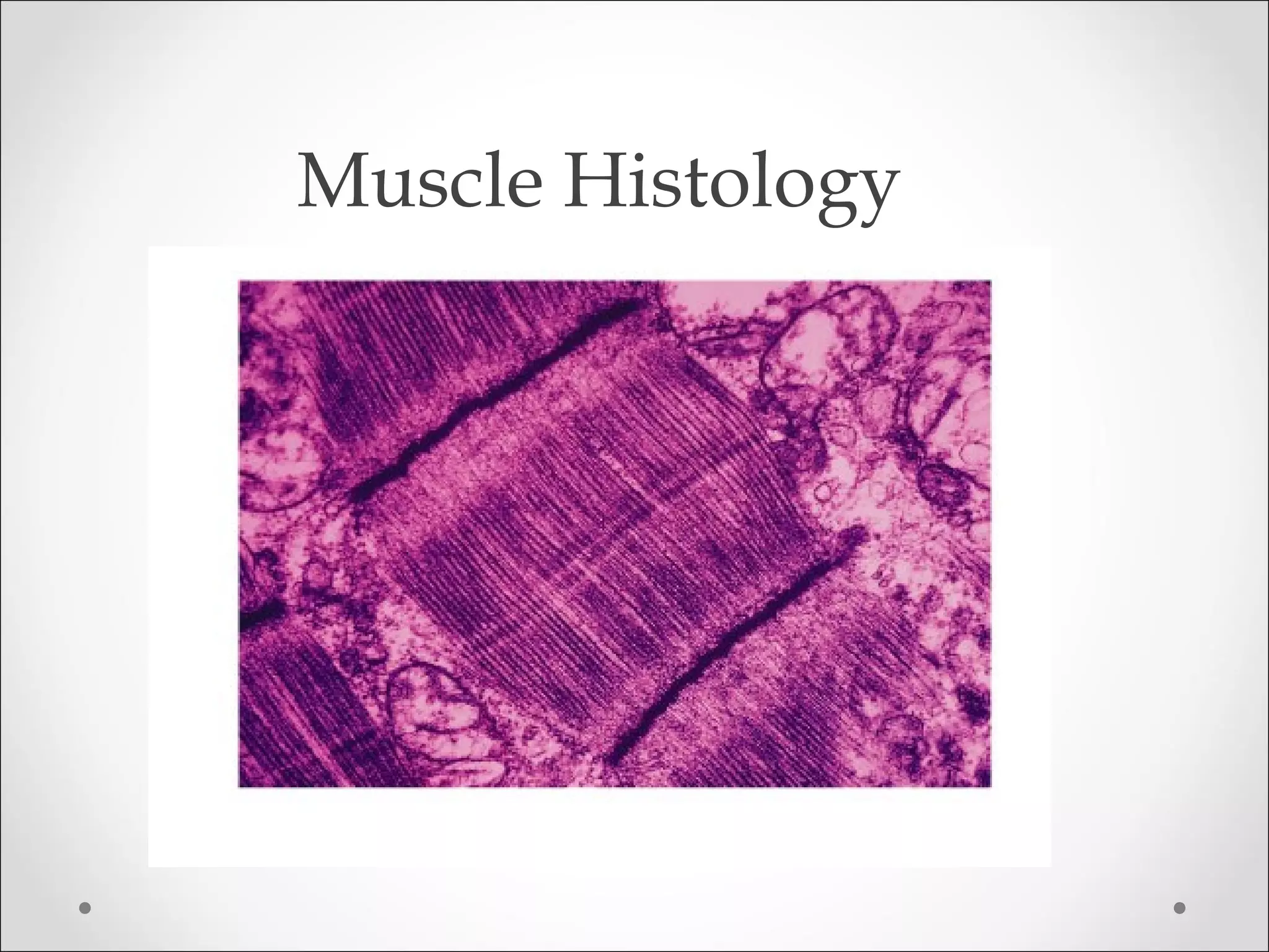 Muscle Histology
 