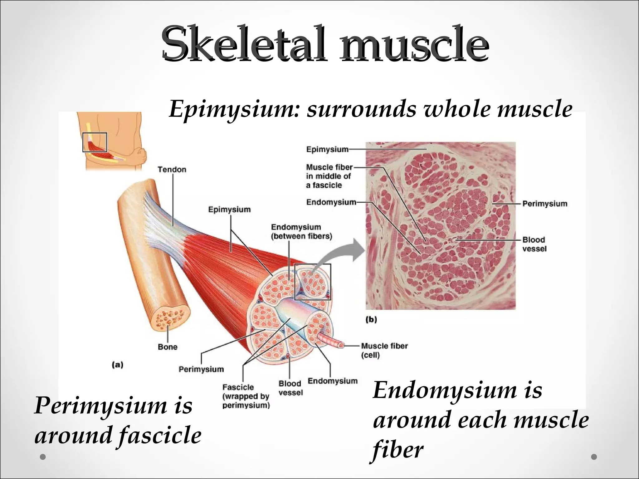 Skeletal muscleSkeletal muscle
Epimysium: surrounds whole muscle
Perimysium is
around fascicle
Endomysium is
around each muscle
fiber
 