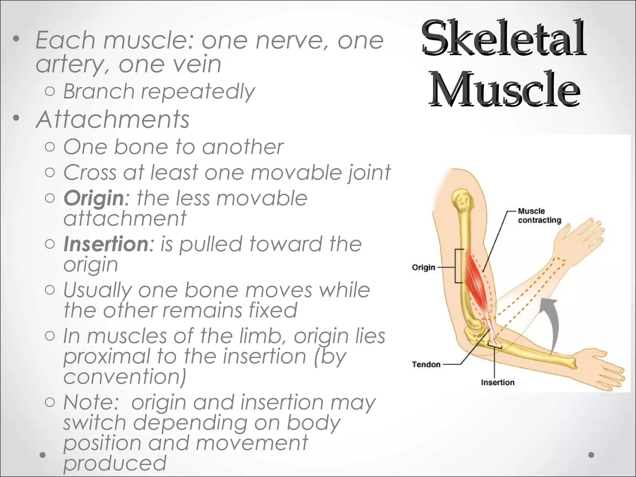 SkeletalSkeletal
MuscleMuscle
• Each muscle: one nerve, one
artery, one vein
o Branch repeatedly
• Attachments
o One bone to another
o Cross at least one movable joint
o Origin: the less movable
attachment
o Insertion: is pulled toward the
origin
o Usually one bone moves while
the other remains fixed
o In muscles of the limb, origin lies
proximal to the insertion (by
convention)
o Note: origin and insertion may
switch depending on body
position and movement
produced
 