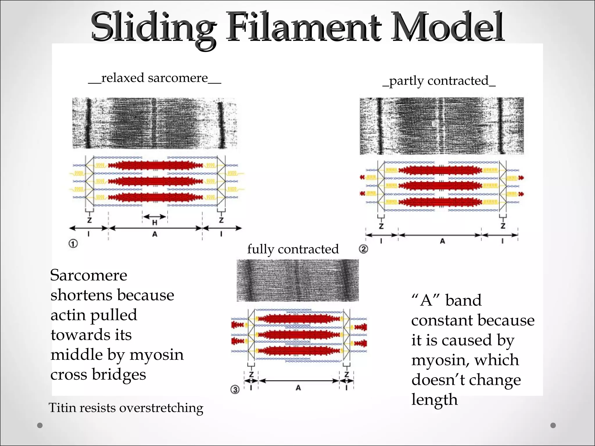 Sliding Filament ModelSliding Filament Model
__relaxed sarcomere__ _partly contracted_
fully contracted
“A” band
constant because
it is caused by
myosin, which
doesn’t change
length
Sarcomere
shortens because
actin pulled
towards its
middle by myosin
cross bridges
Titin resists overstretching
 