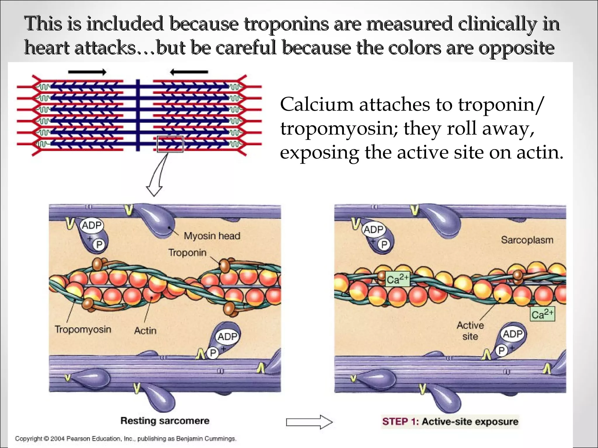 This is included because troponins are measured clinically inThis is included because troponins are measured clinically in
heart attacks…but be careful because the colors are oppositeheart attacks…but be careful because the colors are opposite
Calcium attaches to troponin/
tropomyosin; they roll away,
exposing the active site on actin.
 