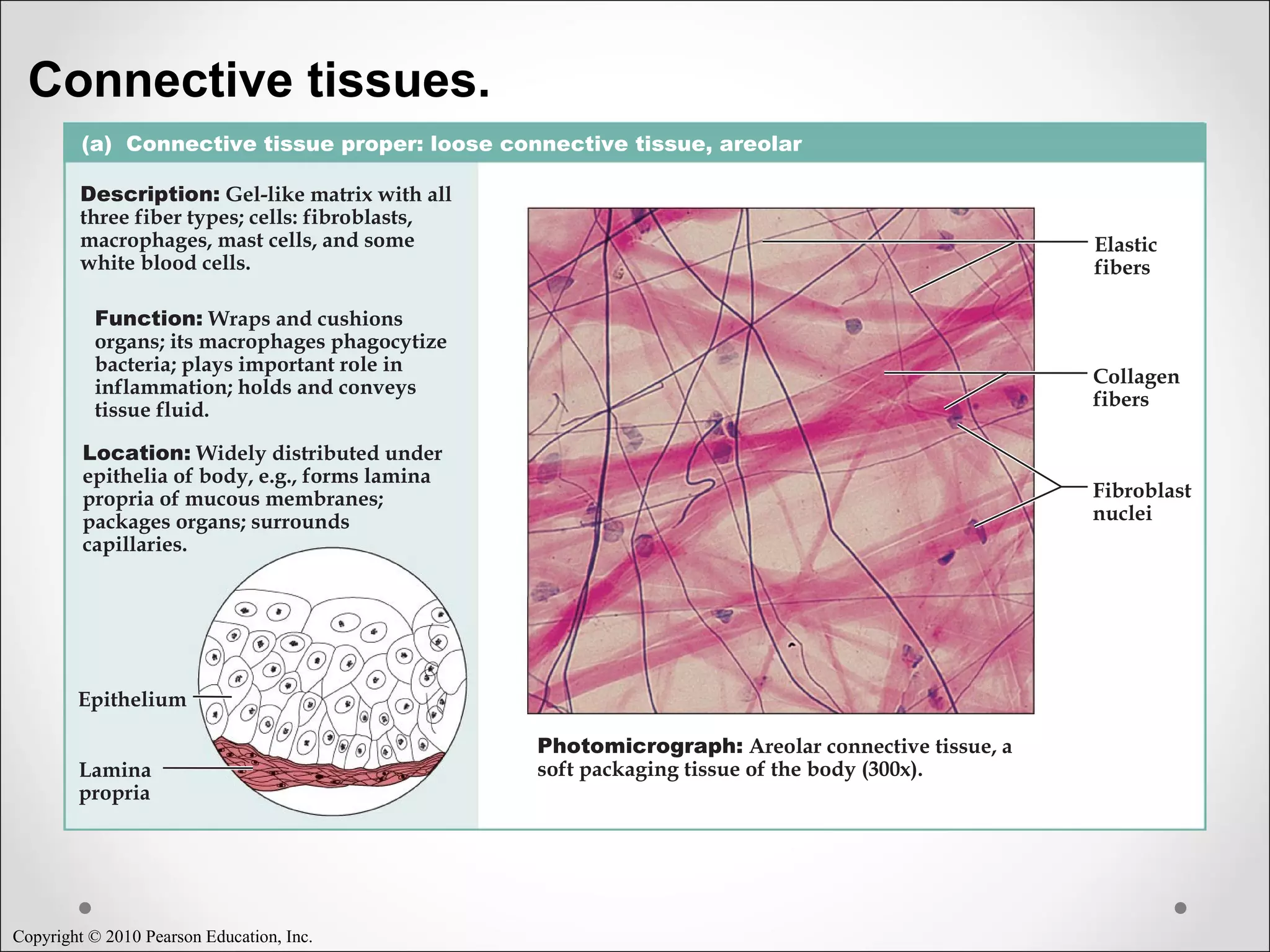 Copyright © 2010 Pearson Education, Inc.
Connective tissues.
(a) Connective tissue proper: loose connective tissue, areolar
Description: Gel-like matrix with all
three fiber types; cells: fibroblasts,
macrophages, mast cells, and some
white blood cells.
Function: Wraps and cushions
organs; its macrophages phagocytize
bacteria; plays important role in
inflammation; holds and conveys
tissue fluid.
Location: Widely distributed under
epithelia of body, e.g., forms lamina
propria of mucous membranes;
packages organs; surrounds
capillaries.
Photomicrograph: Areolar connective tissue, a
soft packaging tissue of the body (300x).
Epithelium
Lamina
propria
Fibroblast
nuclei
Elastic
fibers
Collagen
fibers
 