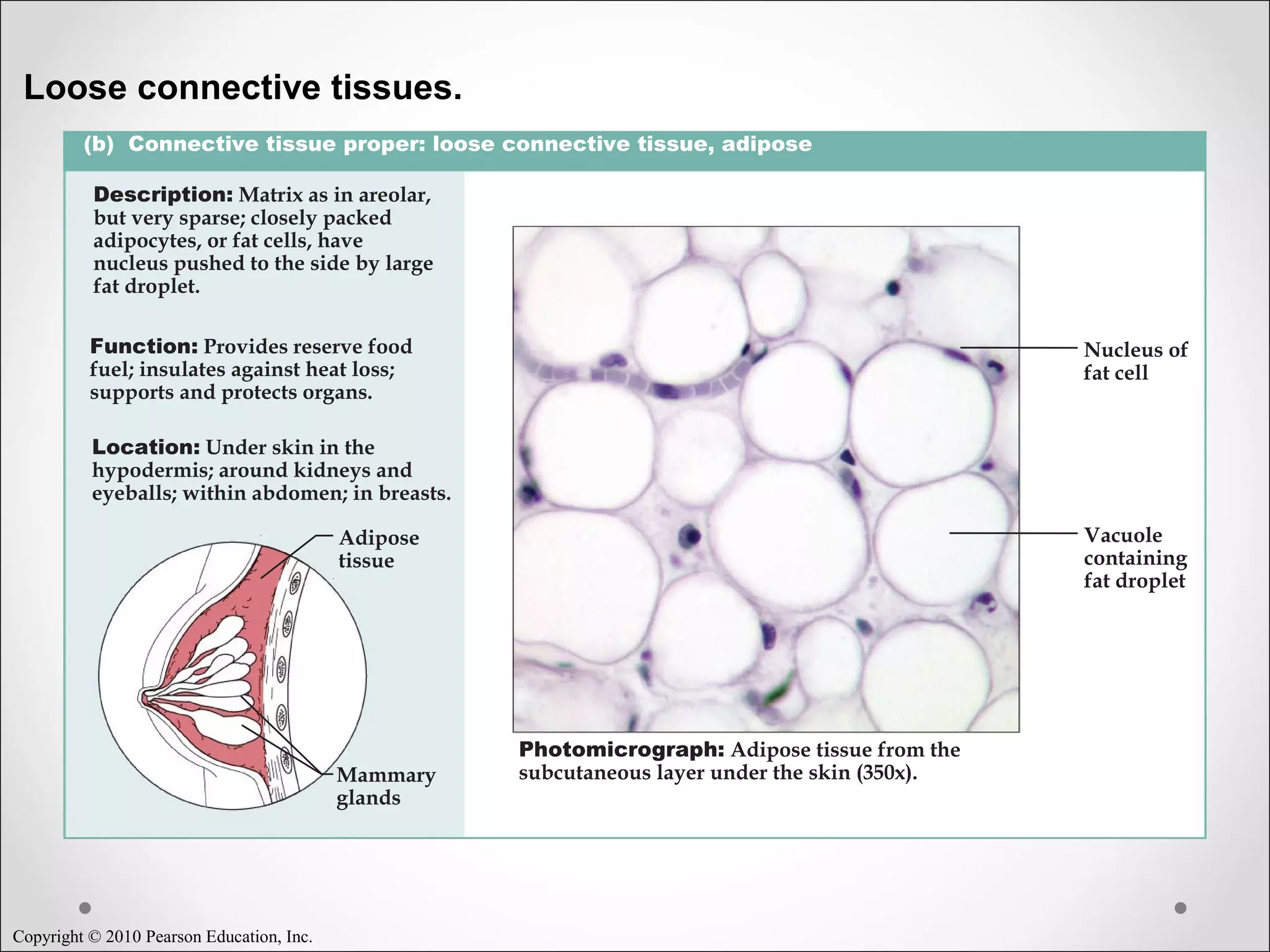 Copyright © 2010 Pearson Education, Inc.
Loose connective tissues.
(b) Connective tissue proper: loose connective tissue, adipose
Description: Matrix as in areolar,
but very sparse; closely packed
adipocytes, or fat cells, have
nucleus pushed to the side by large
fat droplet.
Function: Provides reserve food
fuel; insulates against heat loss;
supports and protects organs.
Location: Under skin in the
hypodermis; around kidneys and
eyeballs; within abdomen; in breasts.
Photomicrograph: Adipose tissue from the
subcutaneous layer under the skin (350x).
Nucleus of
fat cell
Vacuole
containing
fat droplet
Adipose
tissue
Mammary
glands
 