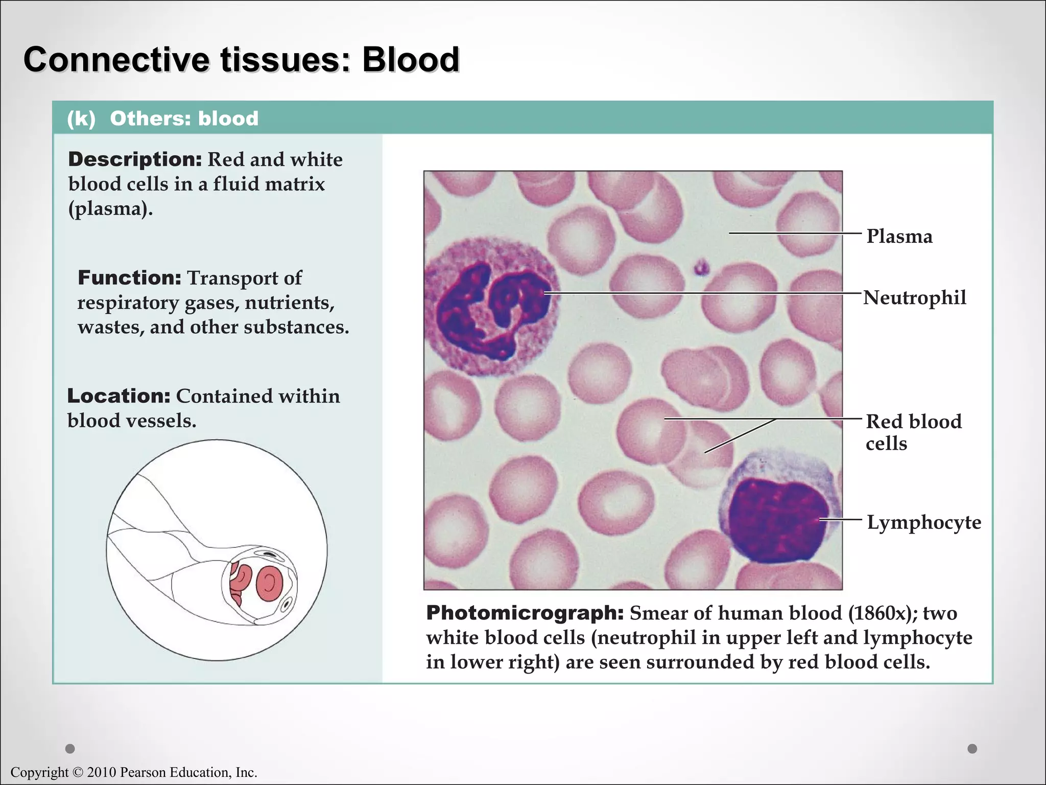Copyright © 2010 Pearson Education, Inc.
(k) Others: blood
Description: Red and white
blood cells in a fluid matrix
(plasma).
Function: Transport of
respiratory gases, nutrients,
wastes, and other substances.
Location: Contained within
blood vessels.
Photomicrograph: Smear of human blood (1860x); two
white blood cells (neutrophil in upper left and lymphocyte
in lower right) are seen surrounded by red blood cells.
Neutrophil
Red blood
cells
Lymphocyte
Plasma
Connective tissues: BloodConnective tissues: Blood
 